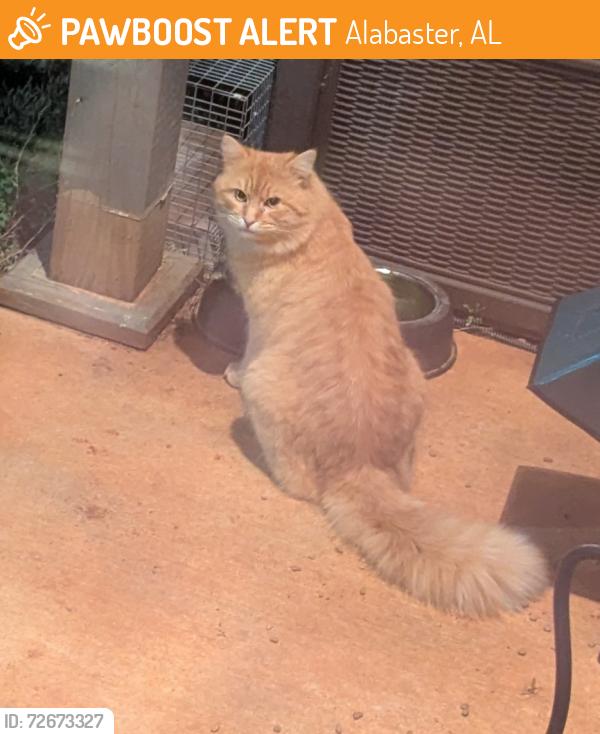 Found/Stray Unknown Cat last seen Near Meadow View Elementary, Alabaster, AL 35007