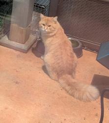 Found/Stray Unknown Cat last seen Near Meadow View Elementary, Alabaster, AL 35007