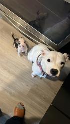 Lost Female Dog last seen Burnett Elementary , Houston, TX 77011
