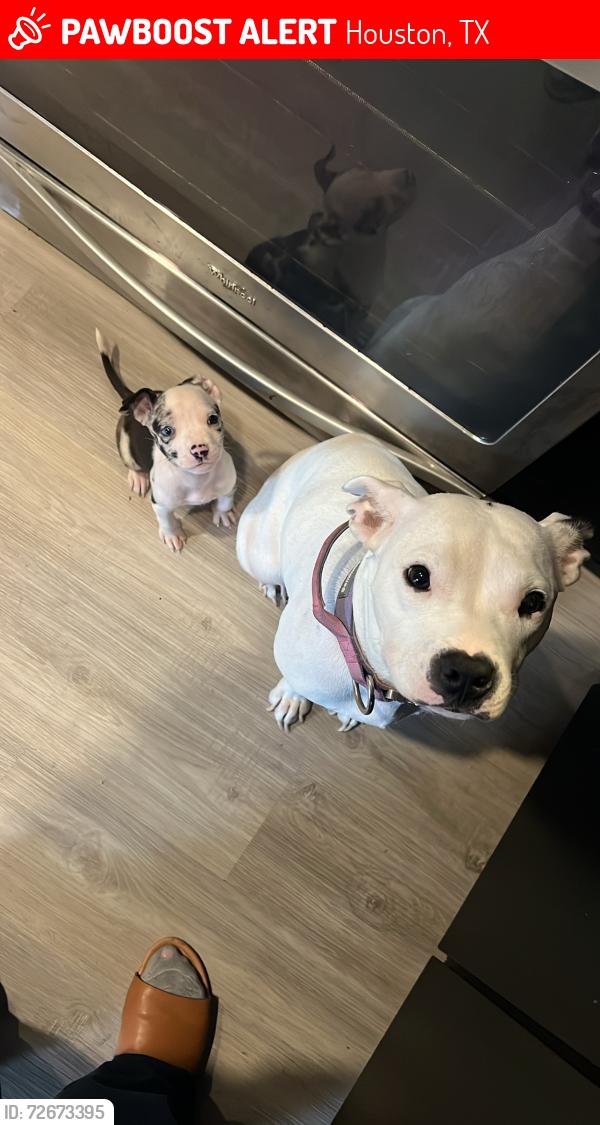 Lost Female Dog last seen Burnett Elementary , Houston, TX 77011