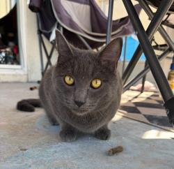 Lost Male Cat last seen Near Lagniappe Way, Tallahassee, FL 32317, Tallahassee, FL 32317