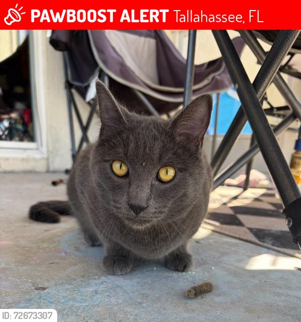 Lost Male Cat last seen Near Lagniappe Way, Tallahassee, FL 32317, Tallahassee, FL 32317
