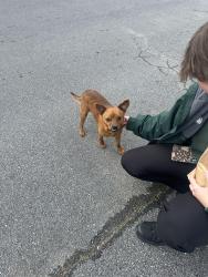 Found/Stray Male Dog last seen Publix Supermarket, Rome, GA 30165