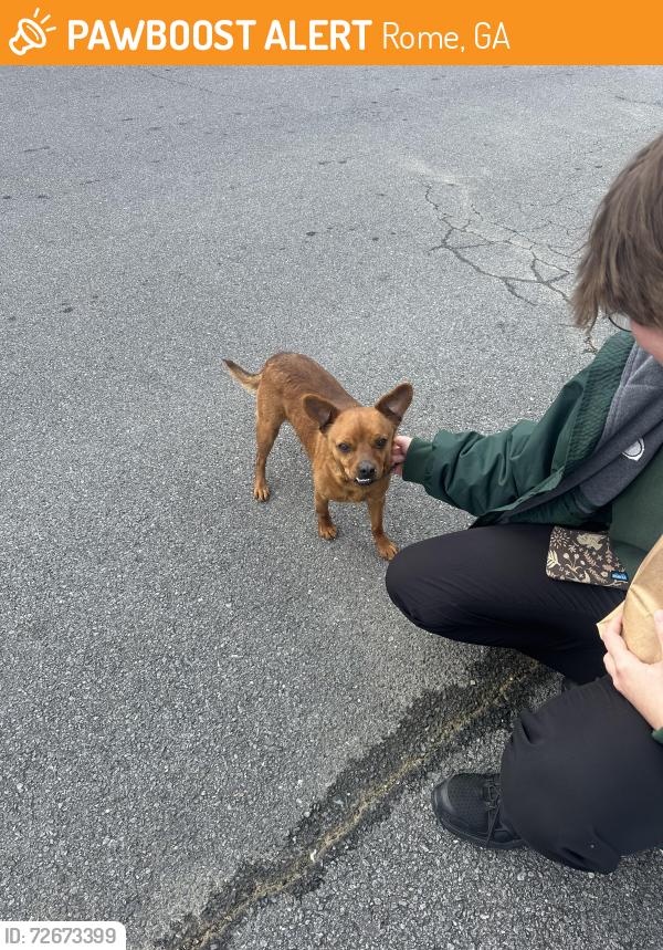 Found/Stray Male Dog last seen Publix Supermarket, Rome, GA 30165