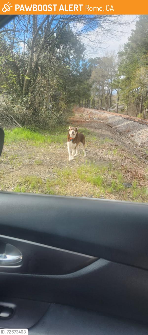 Found/Stray Unknown Dog last seen Railroad tracks across from Garden Lakes Elementary, Rome, GA 30165