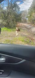 Found/Stray Unknown Dog last seen Railroad tracks across from Garden Lakes Elementary, Rome, GA 30165