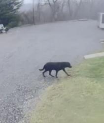 Found/Stray Unknown Dog last seen None , Beaver County, PA 15066