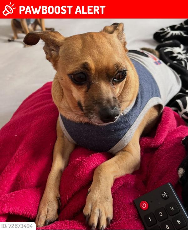 Lost Male Dog last seen Rua Itaipú residencial Guaira , Residencial Guaíra, SP 13173-524