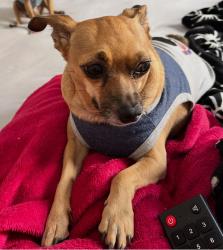 Lost Male Dog last seen Rua Itaipú residencial Guaira , Residencial Guaíra, SP 13173-524