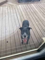 Found/Stray Male Dog last seen Gated community , San Antonio, TX 78259