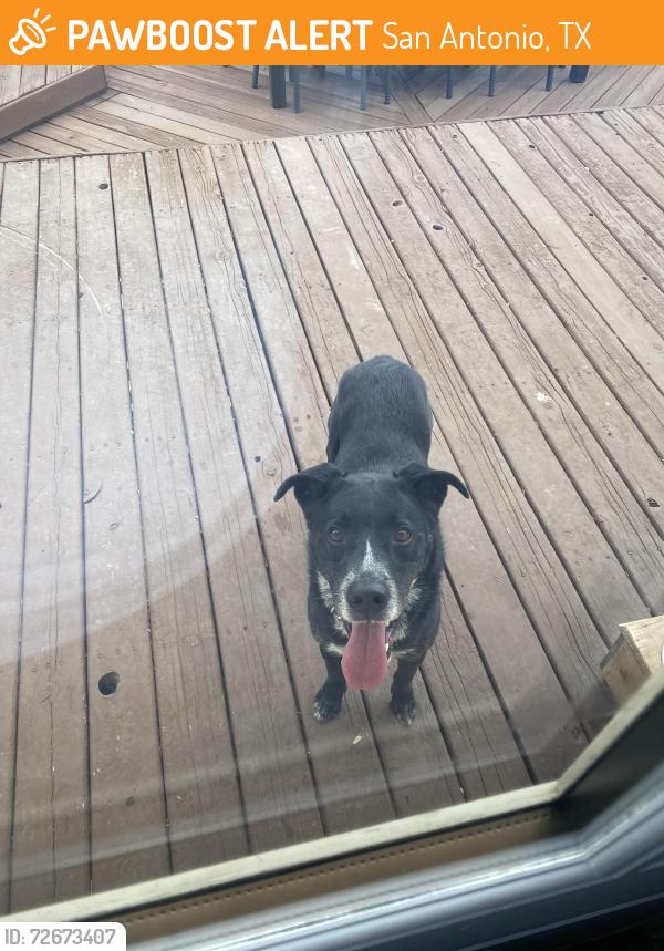 Found/Stray Male Dog last seen Gated community , San Antonio, TX 78259