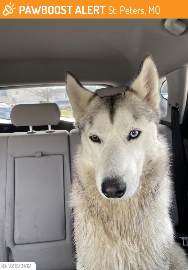 Found/Stray Unknown Dog last seen W Garden Walk Drive, St. Peters, MO 63376