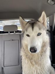 Found/Stray Unknown Dog last seen W Garden Walk Drive, St. Peters, MO 63376