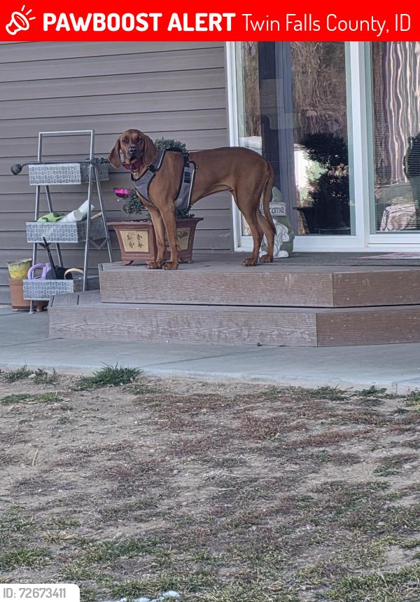 Lost Female Dog last seen Falls Ave, Twin Falls County, ID 83341