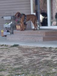 Lost Female Dog last seen Falls Ave, Twin Falls County, ID 83341