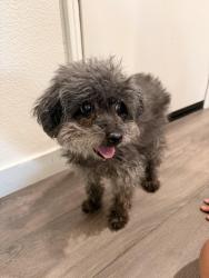 Found/Stray Male Dog last seen Cray mill drove, Indio, CA 92203