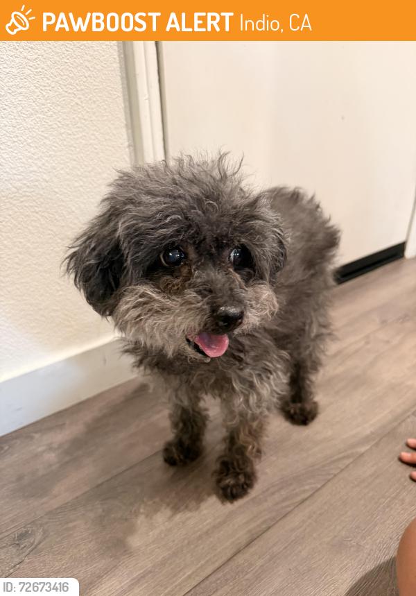 Found/Stray Male Dog last seen Cray mill drove, Indio, CA 92203