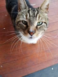 Lost Male Cat last seen Near Larchwad Ave APT # 1 Philadelphia, PA 19104, Philadelphia, PA 19104