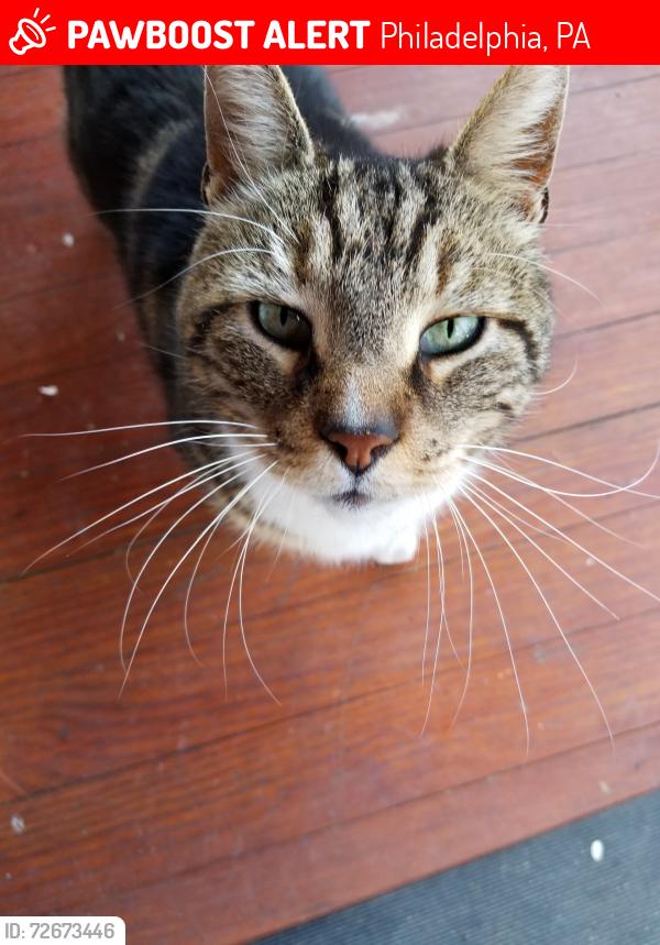 Lost Male Cat last seen Near Larchwad Ave APT # 1 Philadelphia, PA 19104, Philadelphia, PA 19104