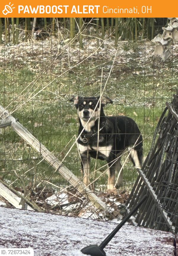 Found/Stray Unknown Dog last seen Jessup and Colerain, Cincinnati, OH 45239