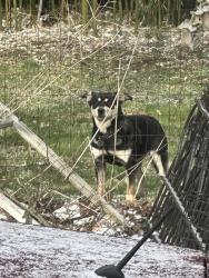 Found/Stray Unknown Dog last seen Jessup and Colerain, Cincinnati, OH 45239