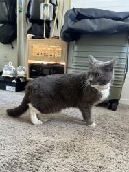 Found/Stray Female Cat last seen Barrington and Kiowa , Los Angeles, CA 90049