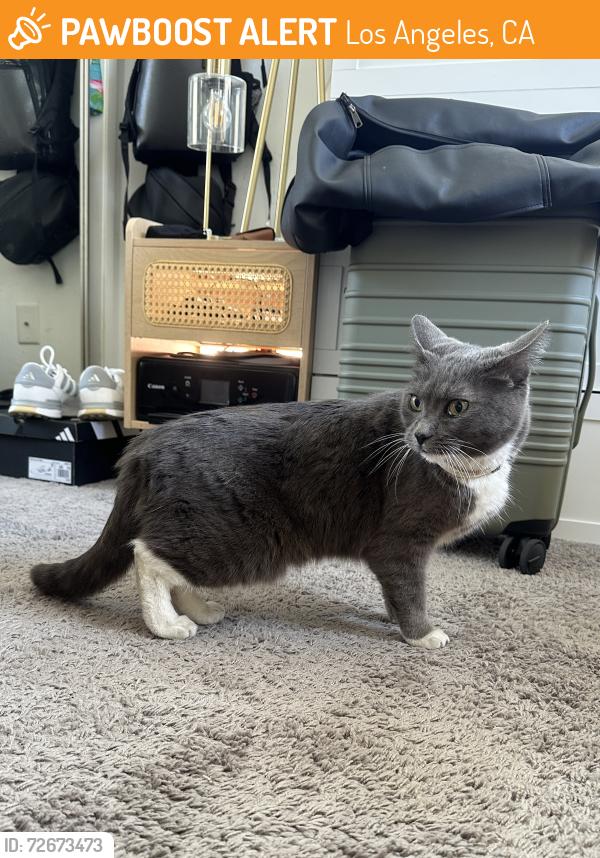Found/Stray Female Cat last seen Barrington and Kiowa , Los Angeles, CA 90049