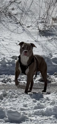 Found/Stray Unknown Dog last seen Near the West 7th Library and McDonalds on 7th. , Saint Paul, MN 55102