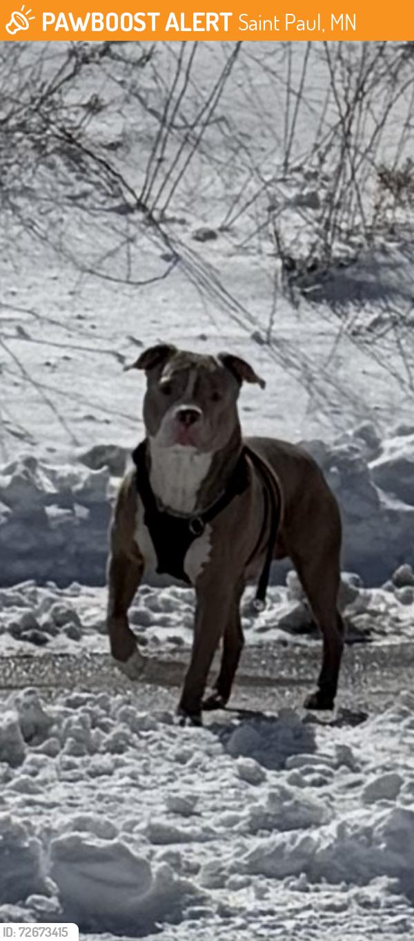 Found/Stray Unknown Dog last seen Near the West 7th Library and McDonalds on 7th. , Saint Paul, MN 55102