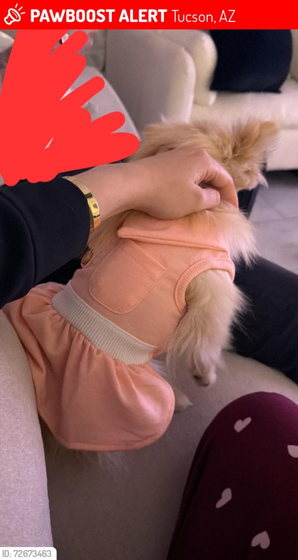 Lost Female Dog last seen Craycroft , Tucson, AZ 85711