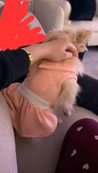 Lost Female Dog last seen Craycroft , Tucson, AZ 85711