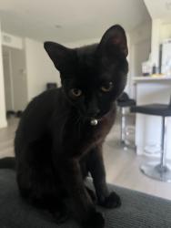 Lost Female Cat last seen Innovo complex, Sunrise, FL 33351