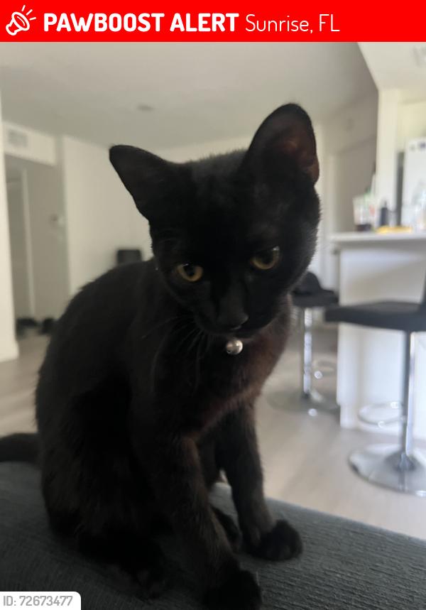 Lost Female Cat last seen Innovo complex, Sunrise, FL 33351