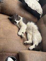Lost Male Cat last seen Near Duvall Ave , Rosedale, MD 21237