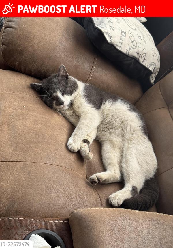 Lost Male Cat last seen Near Duvall Ave , Rosedale, MD 21237