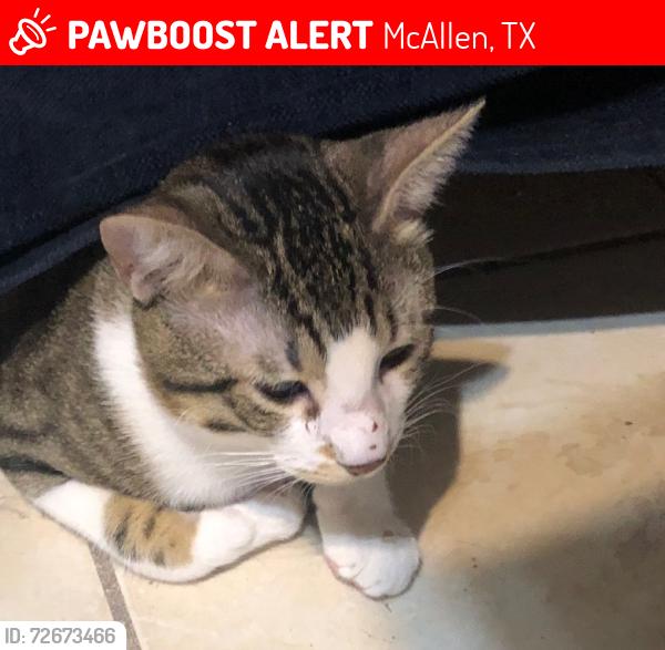 Lost Male Cat last seen 2nd(Col. Rowe Blvd) and S. 10th Street, McAllen, TX 78503