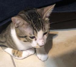 Lost Male Cat last seen 2nd(Col. Rowe Blvd) and S. 10th Street, McAllen, TX 78503