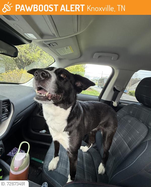 Found/Stray Female Dog last seen Rising oak way, Knoxville, TN 37918