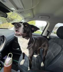 Found/Stray Female Dog last seen Rising oak way, Knoxville, TN 37918