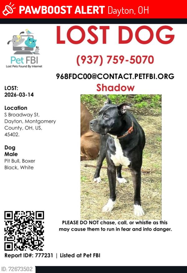 Lost Male Dog last seen Broadway and 3rd, Dayton, OH 45402