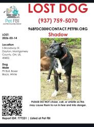 Lost Male Dog last seen Broadway and 3rd, Dayton, OH 45402