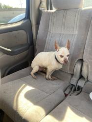 Found/Stray Male Dog last seen monument blvd near virginia, Concord, CA 94520