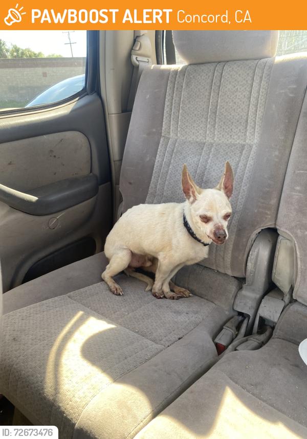 Found/Stray Male Dog last seen monument blvd near virginia, Concord, CA 94520