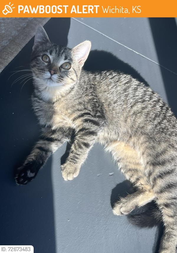 Found/Stray Female Cat last seen Thai bin Asian market, Wichita, KS 67203