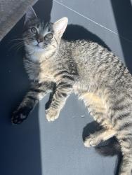 Found/Stray Female Cat last seen Thai bin Asian market, Wichita, KS 67203