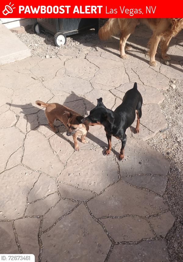 Lost Female Dog last seen Seagull av sam jonas dr, Las Vegas, NV 89145