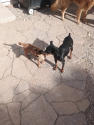 Lost Female Dog last seen Seagull av sam jonas dr, Las Vegas, NV 89145