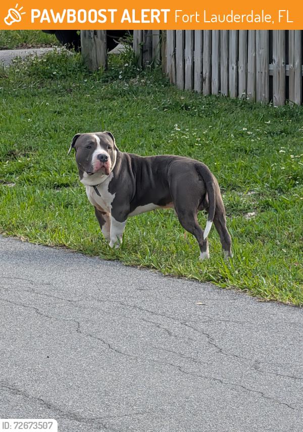 Found/Stray Male Dog last seen SW12TH CT 8th St , Fort Lauderdale, FL 33315