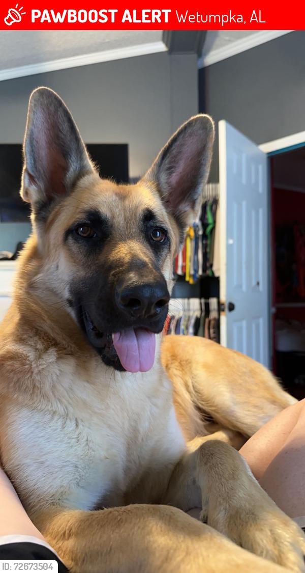 Lost Female Dog last seen Volunteer fire station, Wetumpka, AL 36092