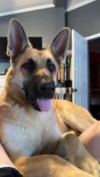 Lost Female Dog last seen Volunteer fire station, Wetumpka, AL 36092